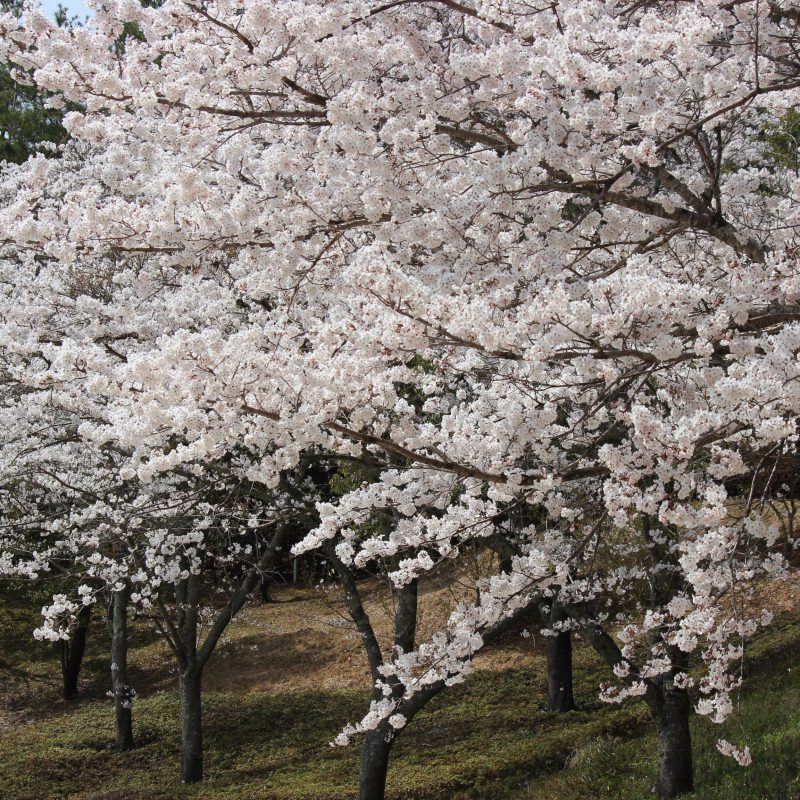 桜が満開です！