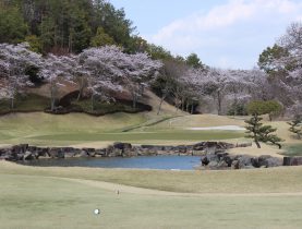 桜が満開です！