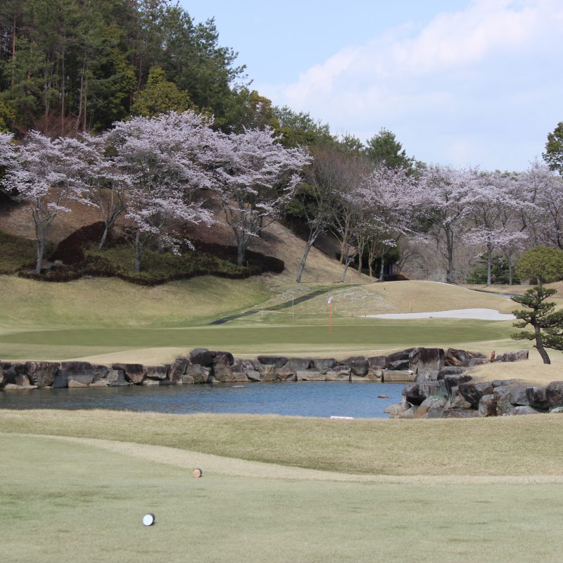 桜が満開です！