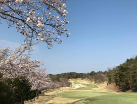 桜情報です。