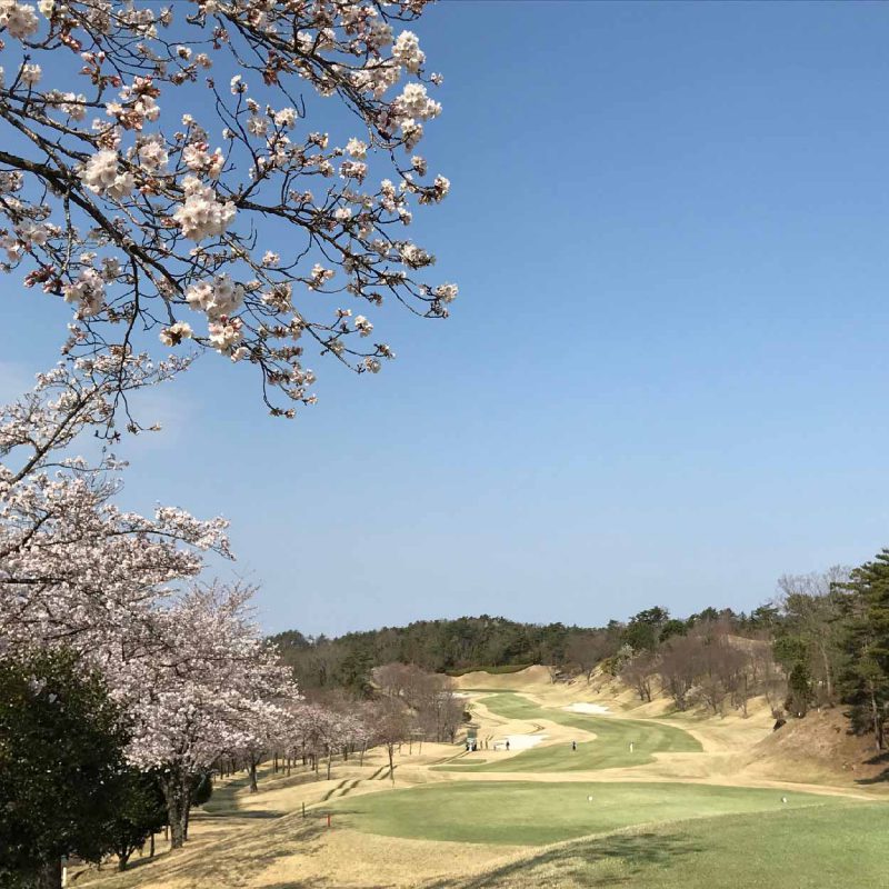 桜情報です。