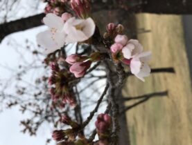 桜が開花しました！