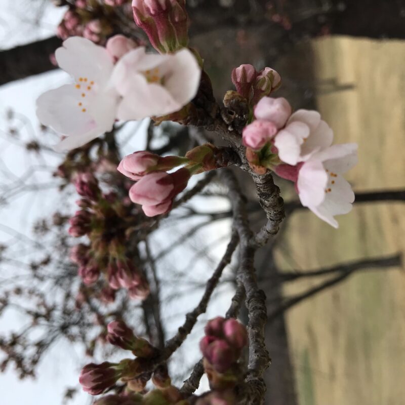 桜が開花しました！